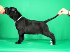 Cane Corso tata