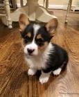 Prodm tata Pembroke Welsh Corgi