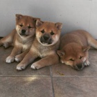 Prodm rozkon miminka tata shiba inu