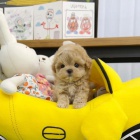 tata Maltipoo na prodej