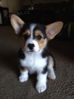 	 krsn a andlsk tata Pembroke Welsh Corgi na prodej.