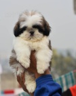 	 Prodm hygienicky a sociln vykolen tata SHIH TZU