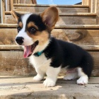 Prodm tata Pembroke Welsh Corgi