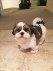 tata SHIH TZU