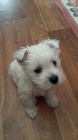 tata West Highland White Terriers