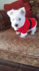 tata West Highland White Terriers