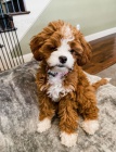 tata Cavapoo