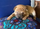 tata okovan shar-pei.