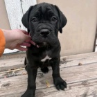 tata italskho Cane Corso