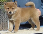 tata shiba inu