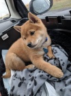 tata shiba inu