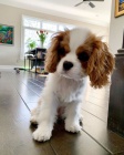 tata Kavalr King Charles Spaniel