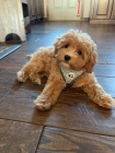 tata Cavapoo