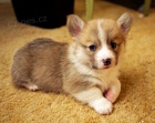 tata Pembroke Welsh Corgi