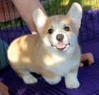 tata Pembroke Welsh Corgi