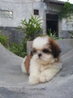 tata SHIH TZU