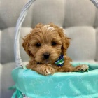 tata Cavapoo