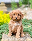 tata Cavapoo