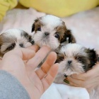 tata SHIH TZU