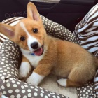 tata Pembroke Welsh Corgi