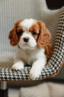 tata Kavalr King Charles Spaniel