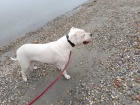 Dogo Argentino tata