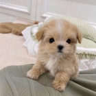 tata Maltipoo