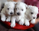 tata West Highland White Terriers