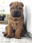 tata okovan shar-pei.