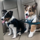 tata sheltie k adopci