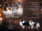 eltie/sheltie - Tricolor pejsek s PP