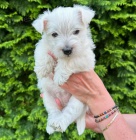 tata West Highland White Terriers