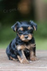 TTKO YORKIPOO