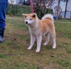 Japonsk Akita Inu tata