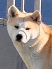 Japonsk Akita Inu tata