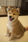 tata shiba inu