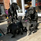 tata italskho Cane Corso