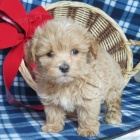 tata Maltipoo