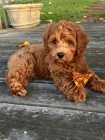 tata goldendoodle k adopci