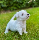 tata West Highland White Terriers