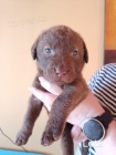 tata Chesapeake Bay Retriever