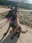 Belgick ovk malinois