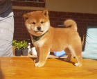 tata shiba inu