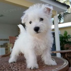 tata West Highland White Terriers