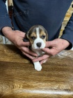 bgl ttka , Beagle ttka 