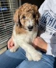 Prodm tata AUSSIEDOODLE