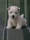 tata West Highland White Terriers