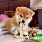 tata shiba inu