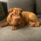 tata okovan shar-pei.