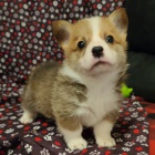 tata Pembroke Welsh Corgi